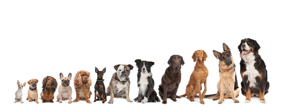 NG_alldogs